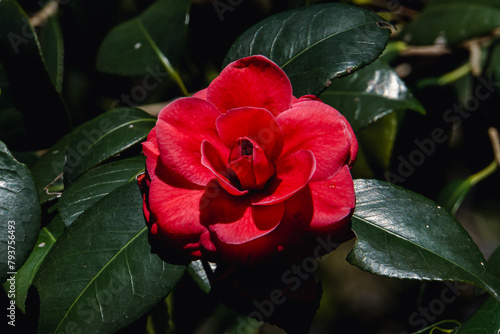 Japanese red camellia flower close-up