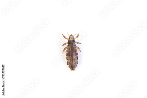 The head louse (Pediculus humanus capitis) isolated on white background photo