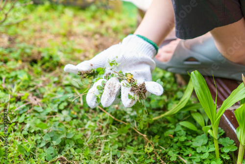 手で草を掴み取る子供の手。庭で雑草取り。作業用手袋と雑草。お手伝い。