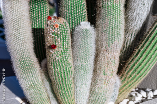 Large cactus growing in botanical garden. Green cacti background photo
