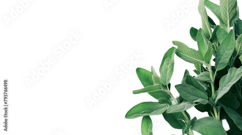 Side View of Sage Plant on the transparent background, PNG Format