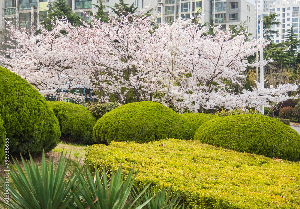 Spring time in Qingdao. Sakura blossom. Landscape of ZhongShan Park.