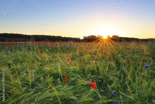 Feldlandschaft