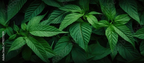 A green leafy plant up close