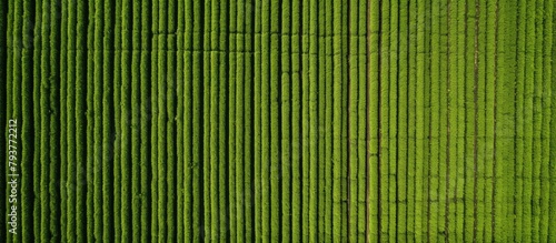 Green wall and tree