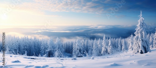 Snowy trees on mountain with sun
