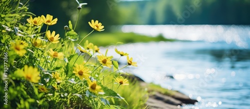 Yellow flowers line river's edge photo