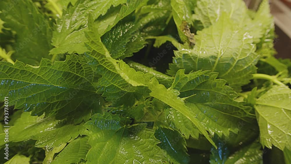 Close up of fresh stinging nettle. Freshly washed, wet wild stinging nettle . Kitchen interior. Nettle salad. Urtica dioica. Healthy diet, natural cure, wild medicinal herbs. . High quality 4k footage Close up of fresh stinging nettle. Freshly washed, wet wild stinging nettle . Kitchen interior. Nettle salad. Urtica dioica. Healthy diet, natural cure, wild medicinal herbs. . High quality 4k footage