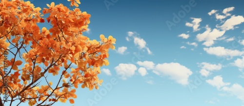 Yellow leaves on a tree under a blue sky