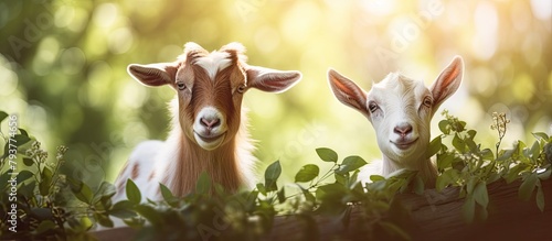 Two neighboring goats