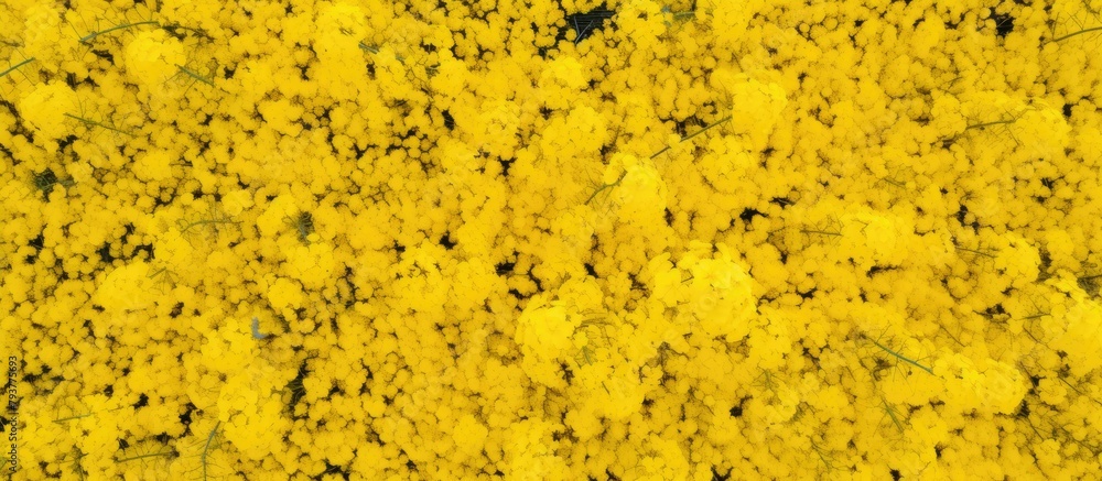 Field with blooming yellow wildflowers Field with blooming yellow wildflowers