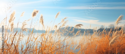 Tall grass by serene lake under clear blue sky