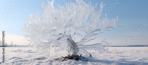 Snow-covered tree with icy crystals photo