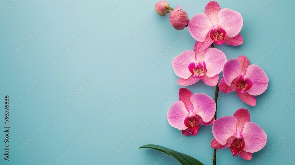 Isolated Orchid Flower on Blue Background