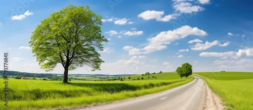 A solitary tree along a rural lane in the midst of an expansive green meadow photo