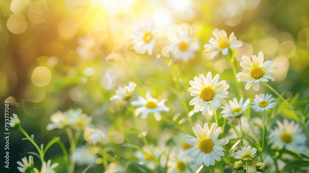 Closeup of beautiful mini white flower with yellow pollen