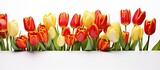 Colorful tulips in a row on white surface