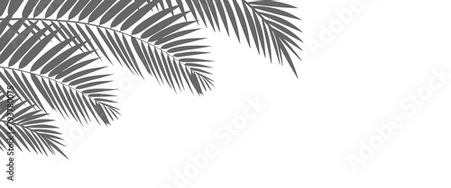 Summer tropical background with palms