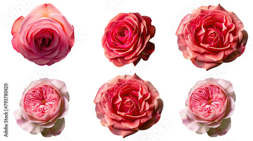 Queen Elizabeth Rose Digital Art Isolated on Transparent Background, Top View Flat Lay 3D PNG Illustration, Elegant Pink Floral Botanical Graphic Design for Wedding and Anniversary Celebrations photo