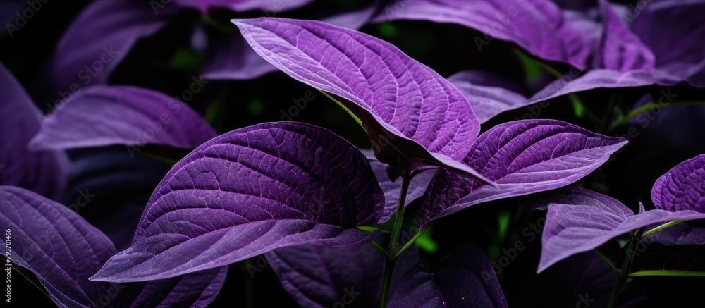 Purple leaves in the dark Purple leaves in the dark