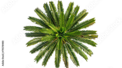 Serene Palm Tree on the transparent background, PNG Format