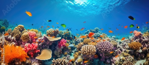 Colorful marine life on vibrant coral reef © Ilgun