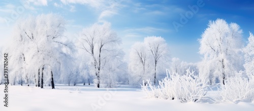 Snowy landscape with trees under blue sky © Ilgun