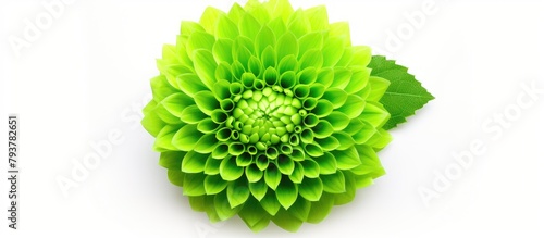 Green plant close-up on white