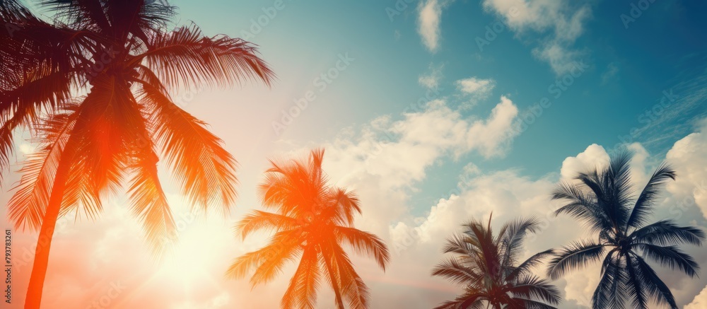 Sunlit palm trees under blue sky and clouds