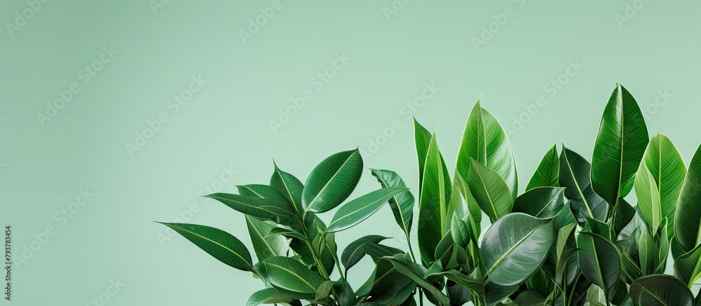 Green plants in white vase on table