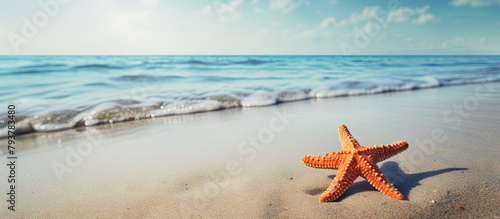 Starfish on sandy shore near water