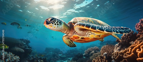 Turtle swimming among ocean corals and fish