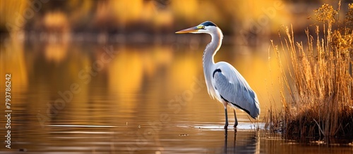 Heron stands in water by reeds © Ilgun
