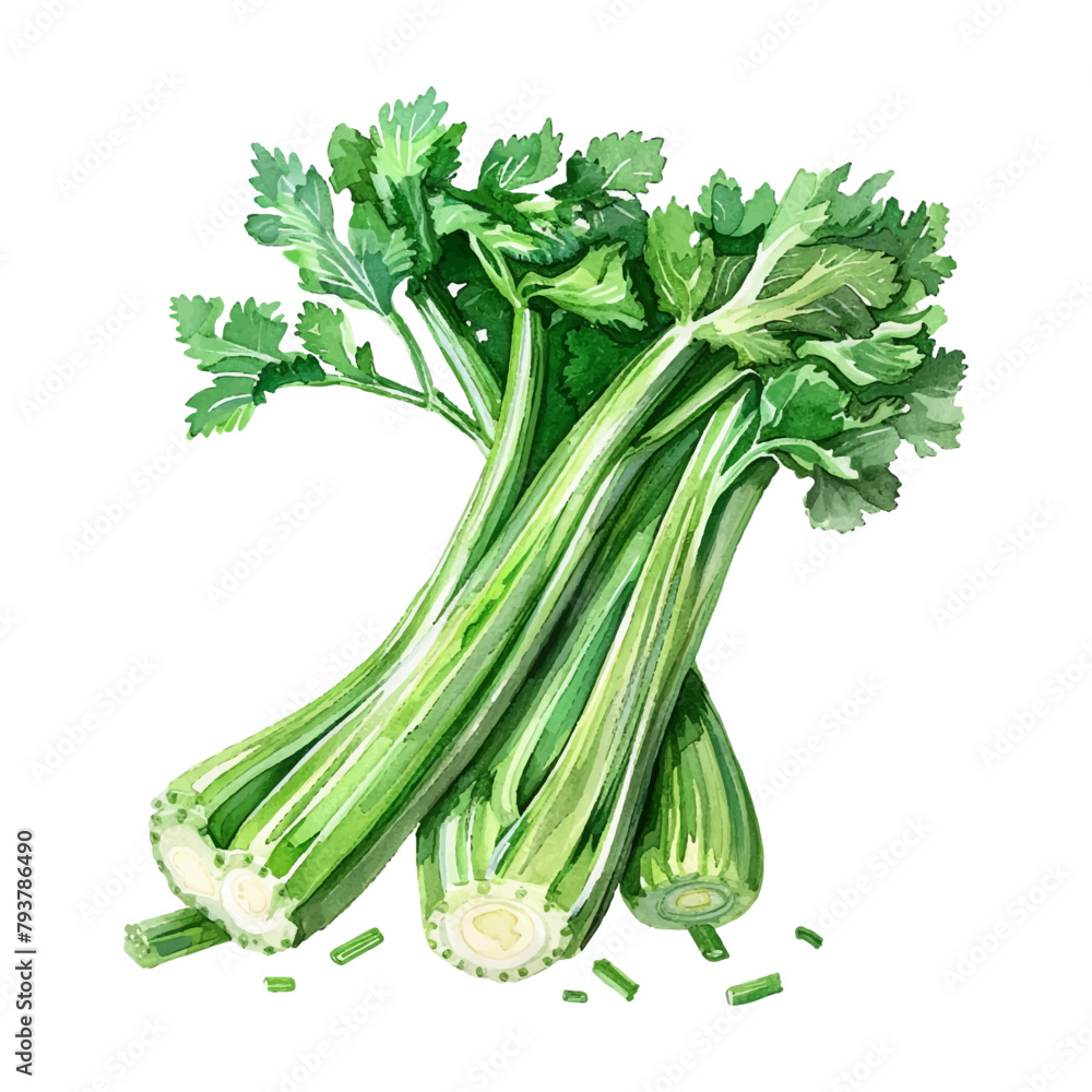 Watercolor celery vegetable on white background