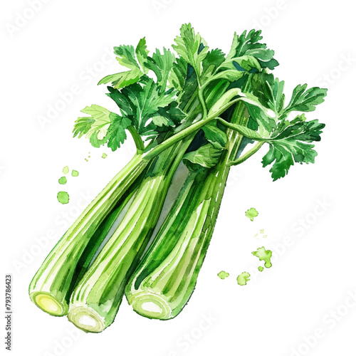Watercolor celery vegetable on white background