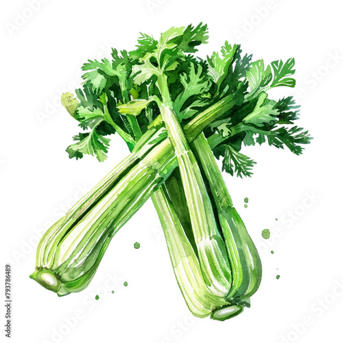 Watercolor celery vegetable on white background