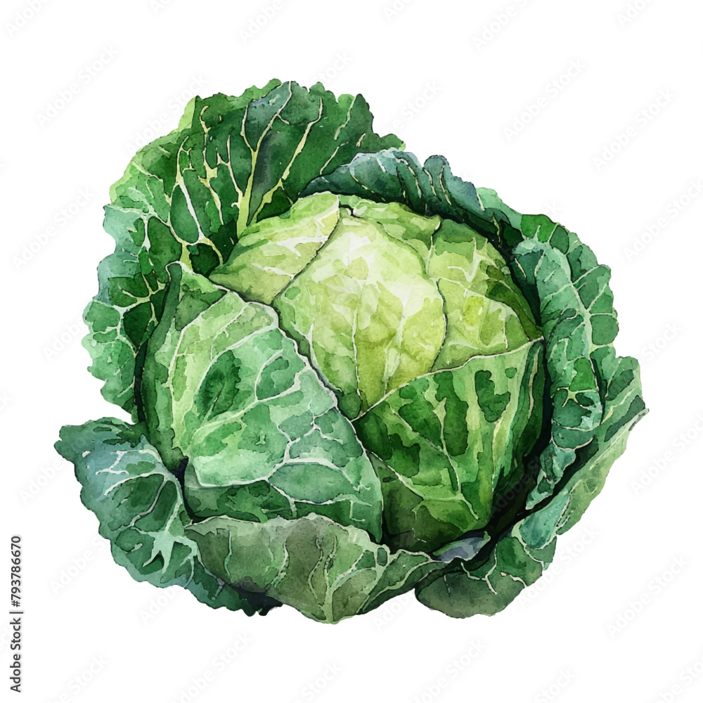 Fototapeta premium Watercolor cabbage on white background