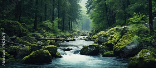 A serene stream flows amidst rocky forest