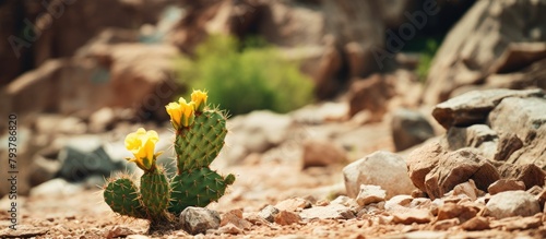 Close-up of blooming cactus with yellow flowers