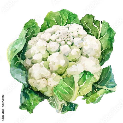 Watercolor cauliflower vegetable on white background