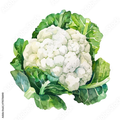 Watercolor cauliflower vegetable on white background