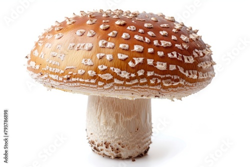 close up photo of a poisonous brown mushroom with white spots photo