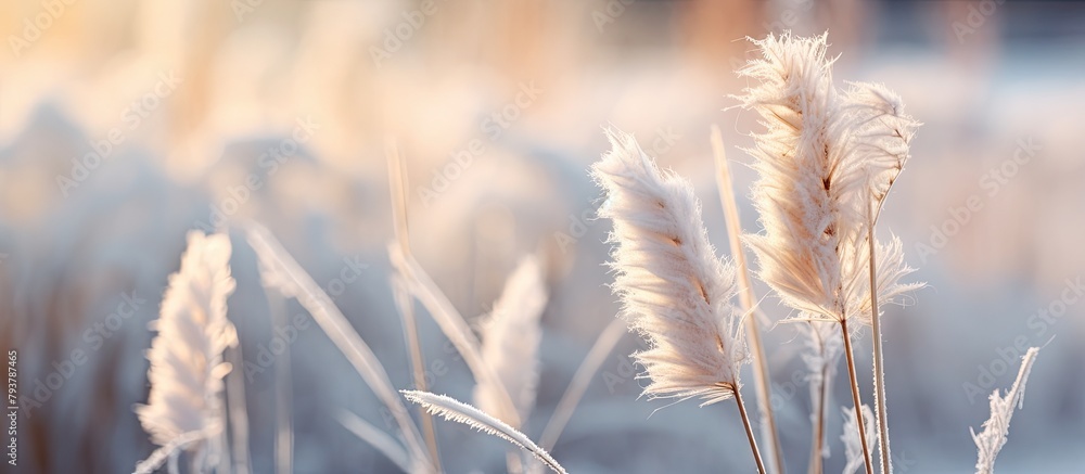 Field of tall grass and white flowers on snowy ground