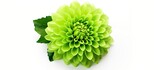 Green foliage and flower on white background