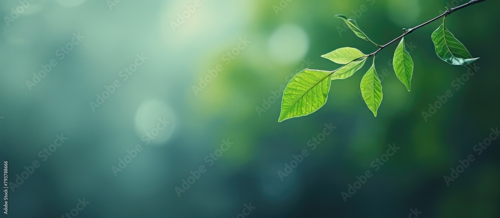 A branch with green leaves close up A branch with green leaves close up