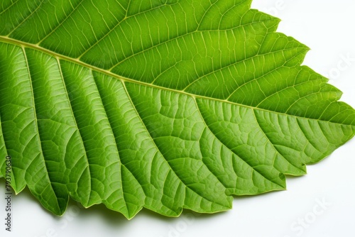 b'Green leaf texture close up'
