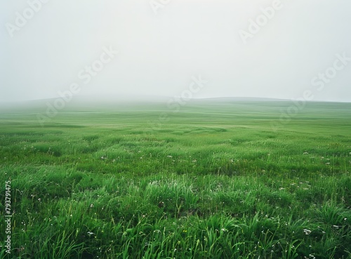 Green Grass Field Under The Fog © duyina1990