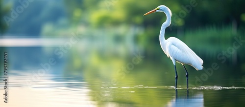 White heron wading in water with elongated beak photo
