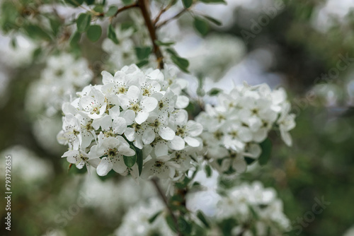 White inflorescence on blooming tree branch in blossoming spring garden  © Dzmitry
