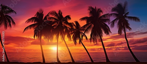 Sunset silhouettes palm trees on sandy beach